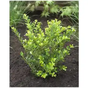 Stechpalme Ilex crenata Green Hedge 10 Stück Set