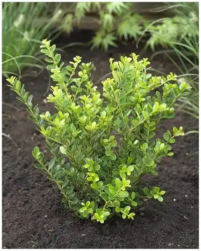 Stechpalme Ilex crenata Green Hedge 10 Stück Set
