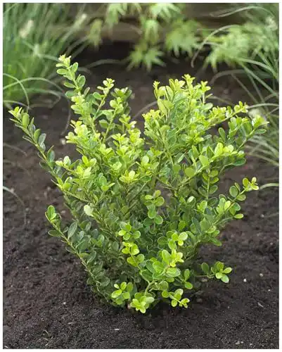 Stechpalme Ilex crenata Green Hedge 10 Stück Set