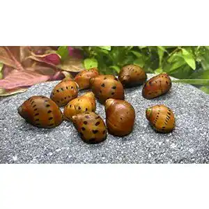 Algenfressende Schnecke WaterPlants 5 Orange Track für Aquarien