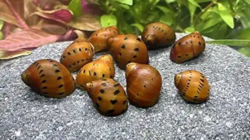 Algenfressende Schnecke WaterPlants 5 Orange Track für Aquarien