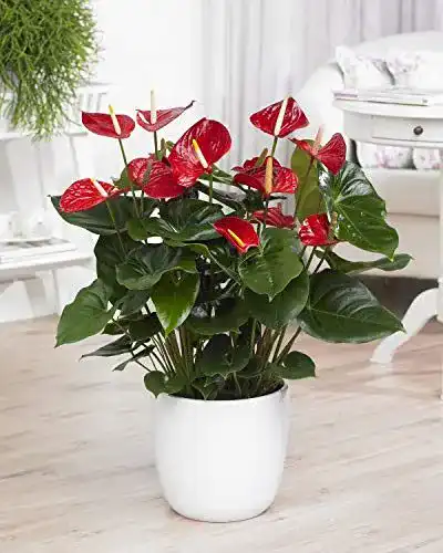 Exotische Blumen GardenersDream Rote Spitzenblatt Anthurium
