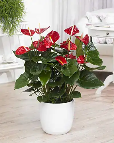 Exotische Blumen GardenersDream Rote Spitzenblatt Anthurium
