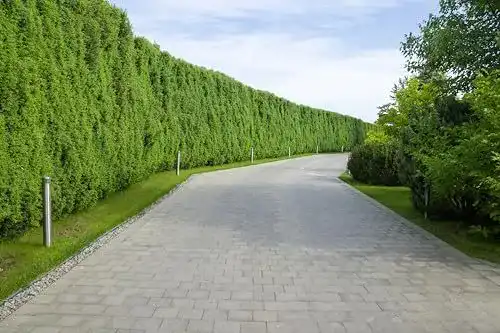 Thuja Brabant Pflanzen für Gartenhecken 120-150 cm – 10 Stück
