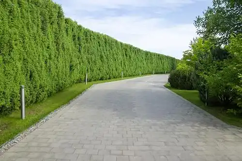 Thuja Brabant Pflanzen für Gartenhecken 120-150 cm – 10 Stück