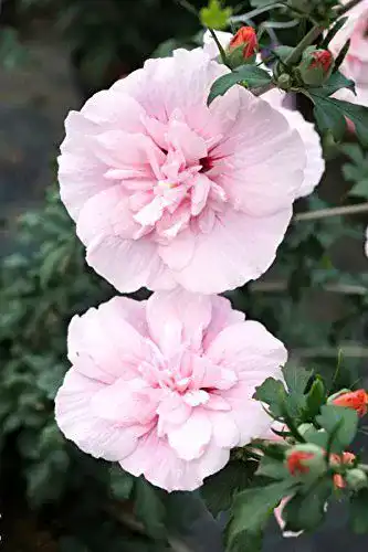 Hibiskus Pflanze Floranza Rosa Blüte Roseneibisch Pink