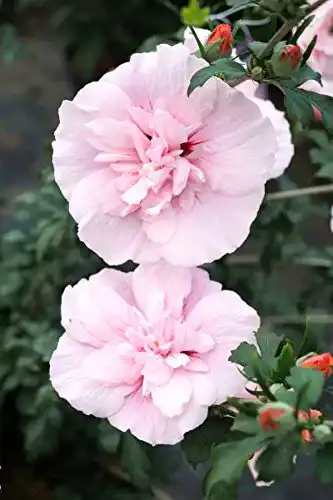 Hibiskus Pflanze Floranza Rosa Blüte Roseneibisch Pink