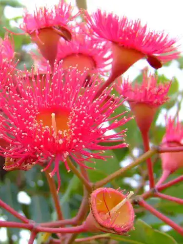 Eukalyptus-Samen Seedeo Roter Eucalyptus (Eucalyptus ficifolia) 20 Stück