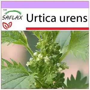 Brennnesselsamen Saflax – Heilpflanzen – 150 Samen – Urtica urens