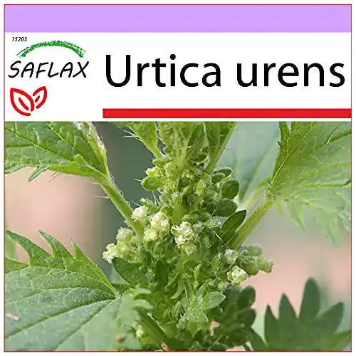 Brennnesselsamen Saflax – Heilpflanzen – 150 Samen – Urtica urens