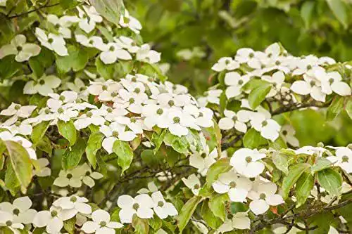 Blumen-Hartriegel Cornus kousa 5 L 60-80 cm
