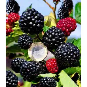 Brombeerstrauch Baldur Garten Zuckerbrombeere Asterina