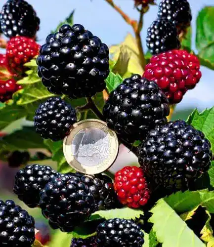 Brombeerstrauch Baldur Garten Zuckerbrombeere Asterina