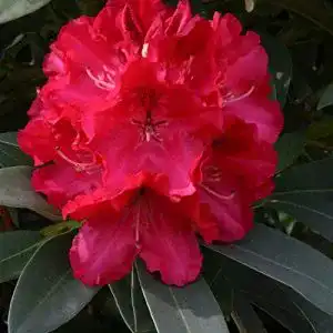 Rhododendron Wilgen’s Ruby – Kompakte Pflanze mit roten Blüten