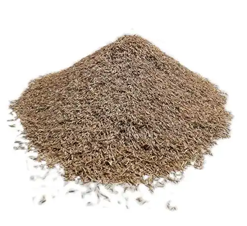 Schattenrasen-Samen von Samenshop24 für schattige Gartenbereiche