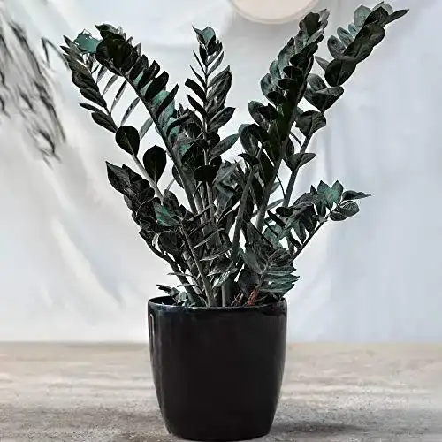 Zamioculcas Raven – Immergrüne Glücksfeder in Schwarz Zimmerpflanze 30-40 cm