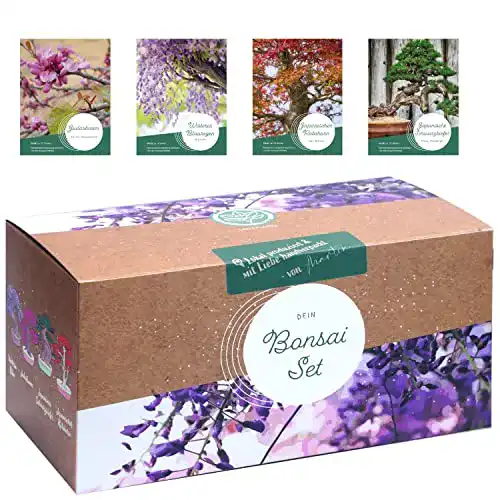 Bonsai Starter Kit 4 verschiedene Bonsai Samen für Anfänger