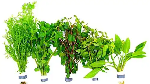 Aquarium Pflanzen Set mit 5 XXL Bunden für Aquarien