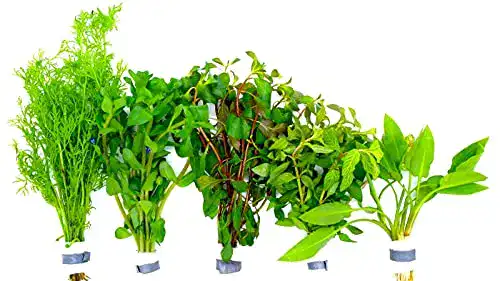 Aquarium Pflanzen Set mit 5 XXL Bunden für Aquarien