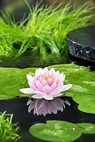 Seerosen Bloomique Nymphaea Attraction im Vergleich