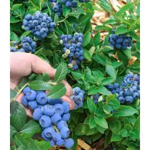 Heidelbeerstrauch Baldur Garten Trauben Heidelbeere Reka Blue