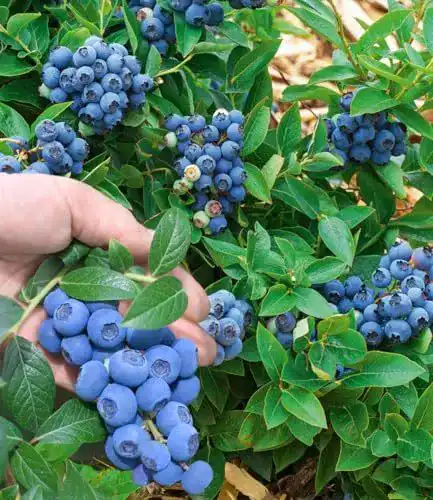 Heidelbeerstrauch Baldur Garten Trauben Heidelbeere Reka Blue