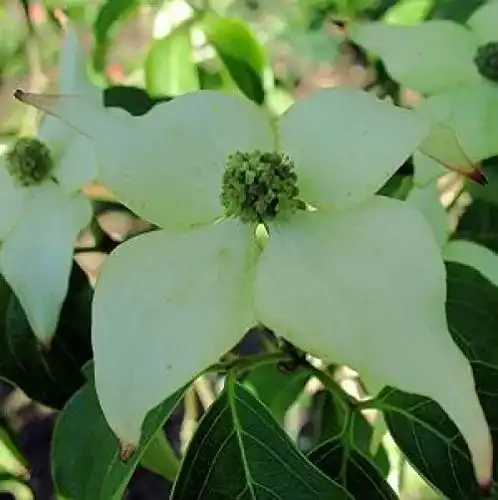 Chinesischer Blumen-Hartriegel – Cornus kousa chinensis – Milky Way
