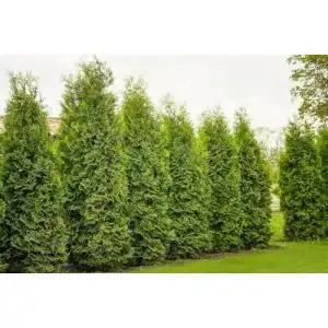 Thuja Brabant 10 Pflanzen 80-100 cm für Gartenhecken