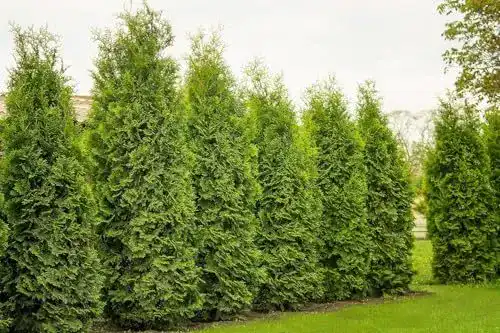 Thuja Brabant 10 Pflanzen 80-100 cm für Gartenhecken