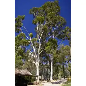 Eukalyptus Samen Andreagreen Zitronen-Eukalyptus Corymbia