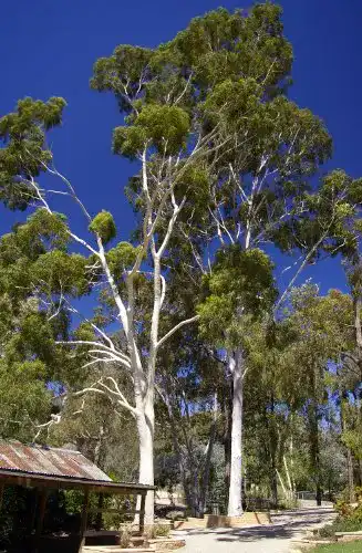 Eukalyptus Samen Andreagreen Zitronen-Eukalyptus Corymbia