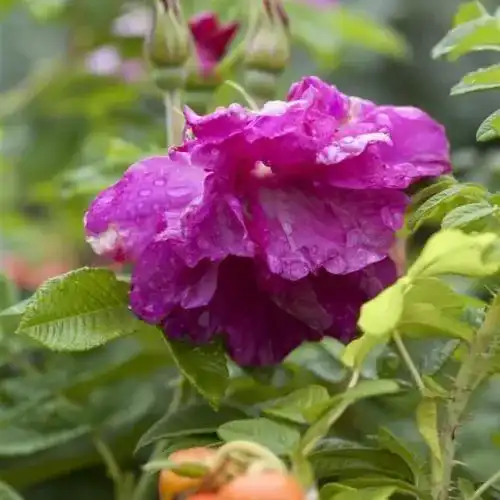 Kartoffelrose Apfelrose Rosa Rugosa, ca. 60 cm im 3 Liter Topf