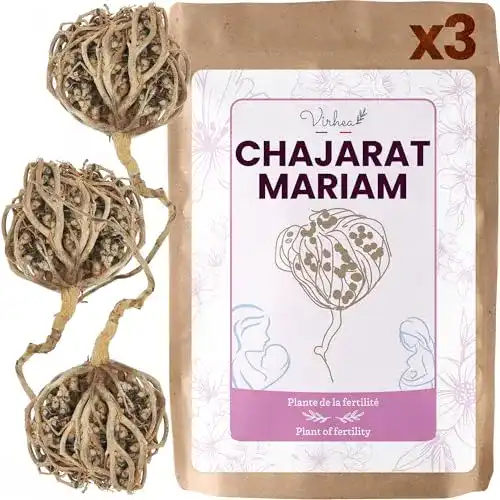 Rose von Jericho Virhea Chajarat Mariam x3 – Echte Maryam Pflanze