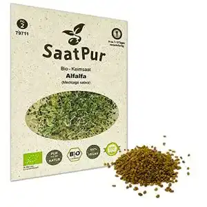 Alfalfasprossen SaatPur Bio Keimsaat für Alfalfa