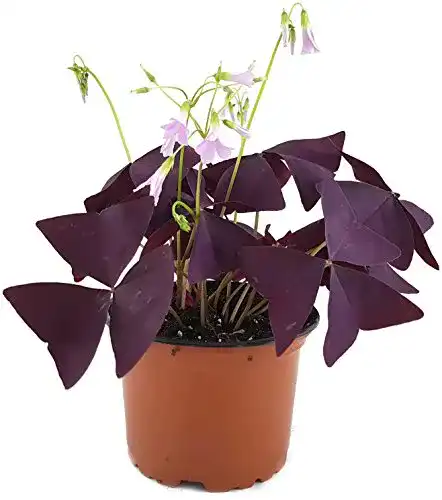 Oxalis triangularis „Mijke“ – Essbare Blumen mit lila Blättern
