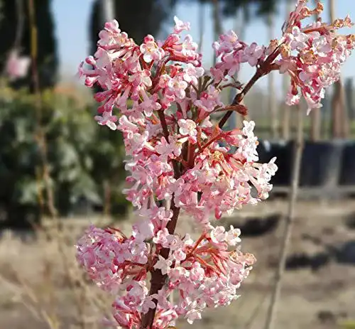 Schneeball-Pflanze Viburnum bodnantense Dawn im Topf, 80-100 cm