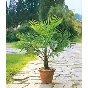 Hanfpalme Baldur Garten Winterharte Kübelpalmen, 2 Pflanzen