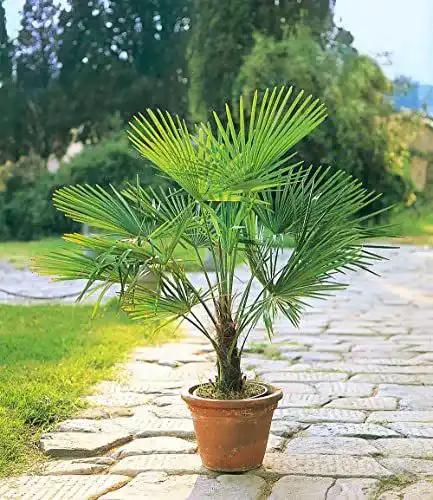 Hanfpalme Baldur Garten Winterharte Kübelpalmen, 2 Pflanzen
