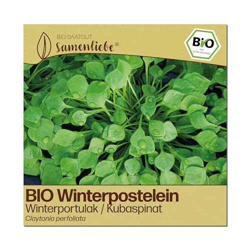 Bio-Saatgut Winterpostelein Samen von Samenliebe, alte Sorte