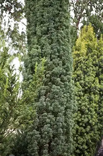 Säuleneibe Plantapro Taxus baccata Fastigiata Robusta 50-60 cm