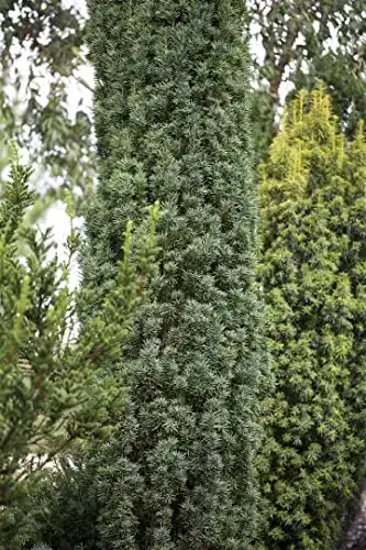 Säuleneibe Plantapro Taxus baccata Fastigiata Robusta 50-60 cm