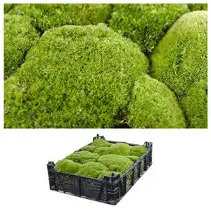 Moos Interflowers GmbH Kiste Echtes Bollen Natur Deko