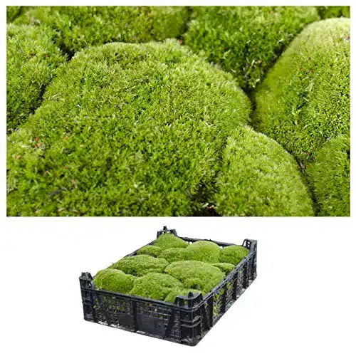 Moos Interflowers GmbH Kiste Echtes Bollen Natur Deko