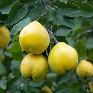Quittenbaum – Apfelquitte für den Garten mit reicher Ernte