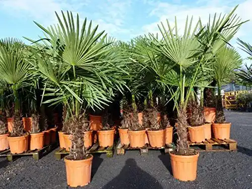 Winterharte Palmen von Grünwaren Jakubik – Trachycarpus Fortunei XXL