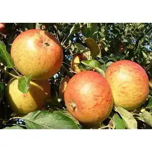 Apfelbaum Cox Orange – Terrassenobstbaum mit 40cm Stammhöhe