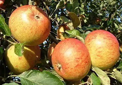 Apfelbaum Cox Orange – Terrassenobstbaum mit 40cm Stammhöhe
