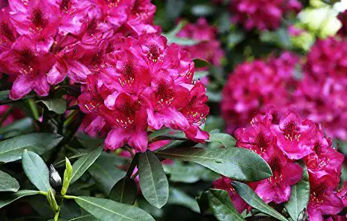 Rhododendron Nova Zembla Hybride – Containerware 40-50 cm