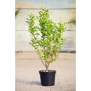 Liguster PlantaPro Ovalblättriger 40-60 cm Heckenpflanze
