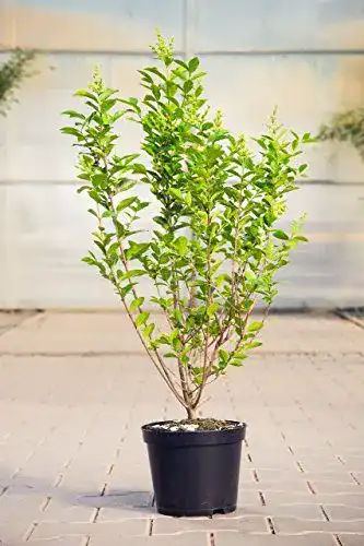 Liguster PlantaPro Ovalblättriger 40-60 cm Heckenpflanze